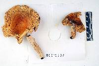 Russula ionochlora image