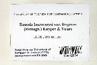 Russula laurocerasi var. fragrans image
