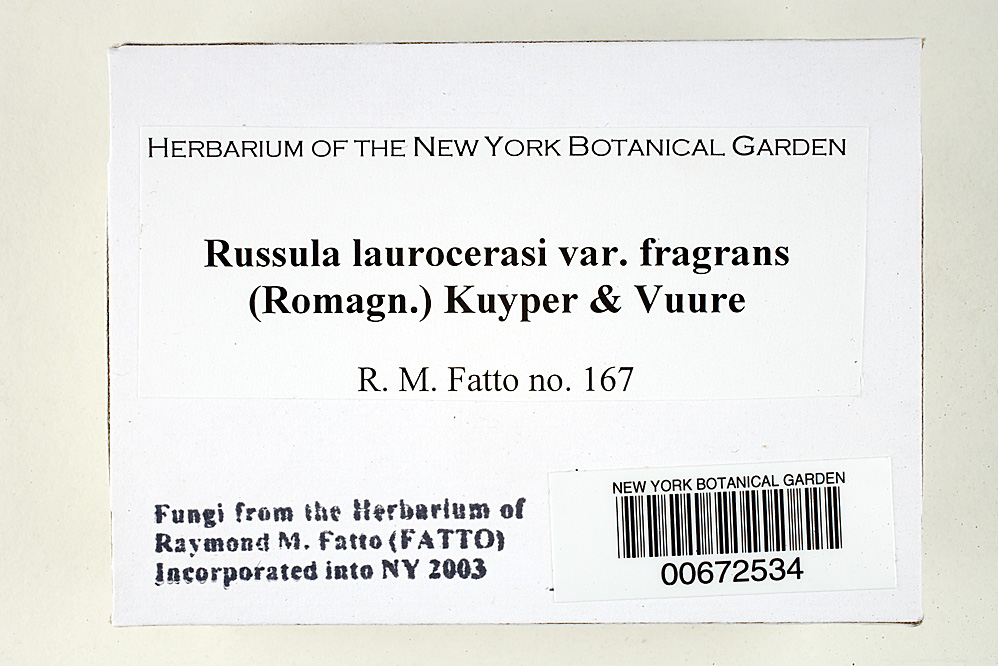 Russula laurocerasi var. fragrans image