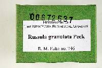 Russula granulata image