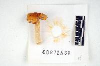 Russula lutea image