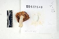 Russula hibbardae image