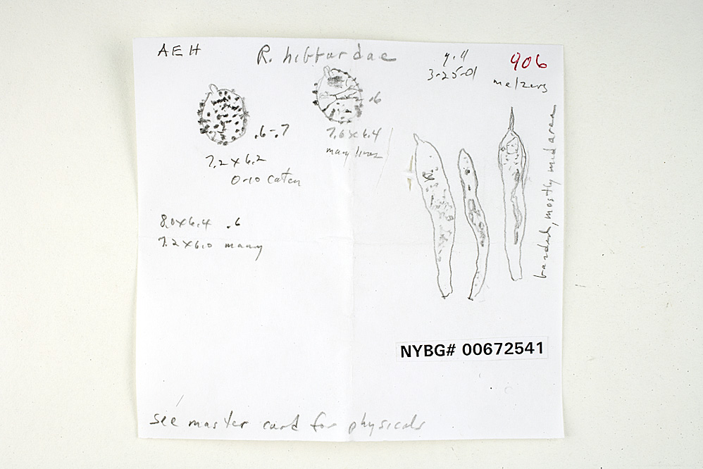 Russula hibbardae image