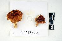 Russula humidicola image