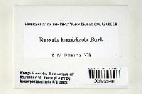 Russula humidicola image