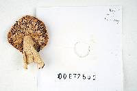 Russula humidicola image