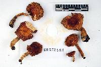 Russula humidicola image