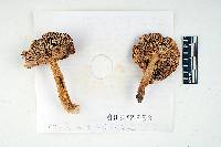 Russula humidicola image