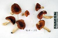 Russula humidicola image