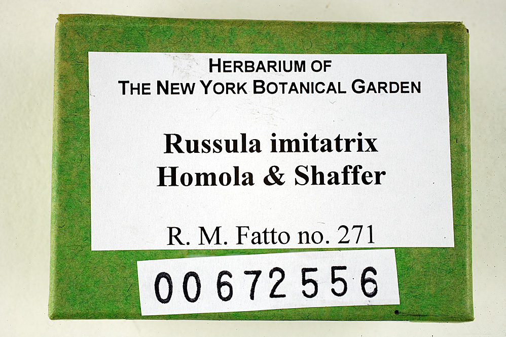 Russula imitatrix image