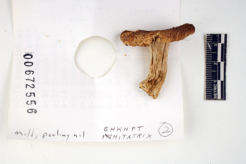 Russula imitatrix image