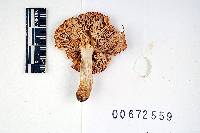 Russula incarnaticeps image