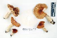 Russula humidicola image