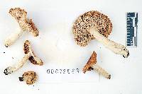Russula humidicola image