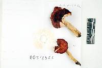 Russula humidicola image