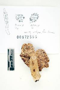 Russula incarnaticeps image