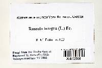 Russula integra image