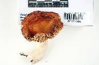 Russula integra image