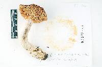 Russula integra image