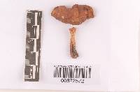 Russula mutabilis image