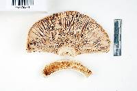 Russula ochroleucoides image