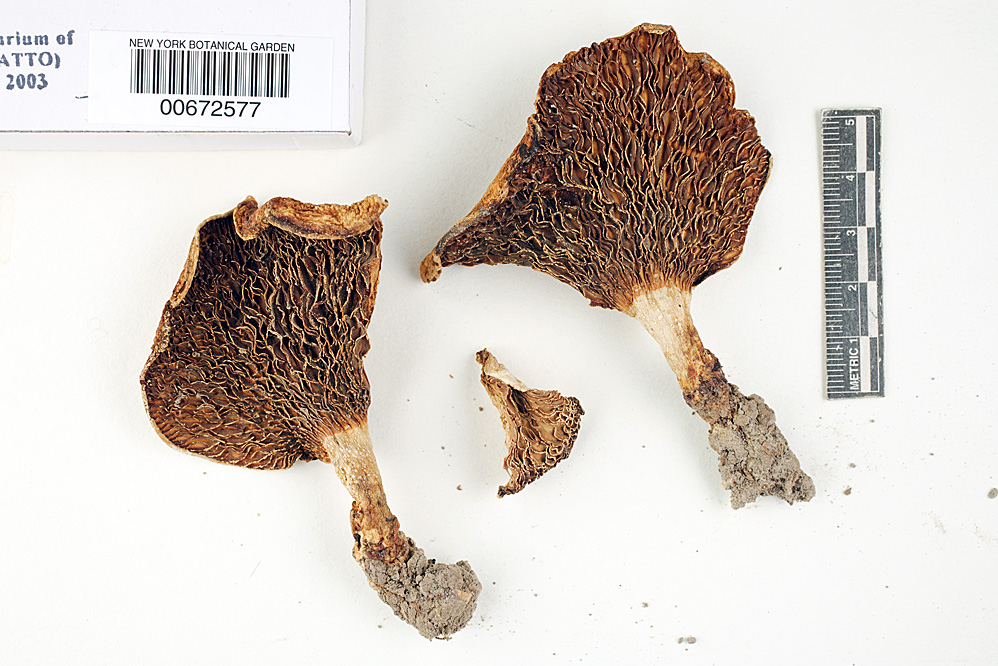 Multifurca ochricompacta image