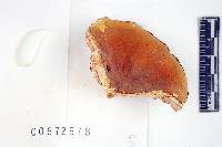 Russula ochroleucoides image