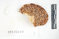 Russula ochroleucoides image