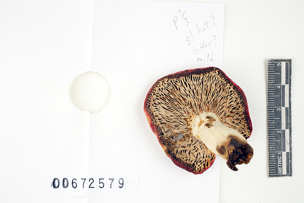 Russula nigrescentipes image