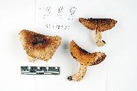 Russula mustelina image