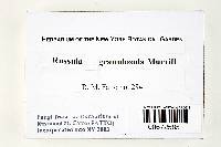 Russula granulosula image