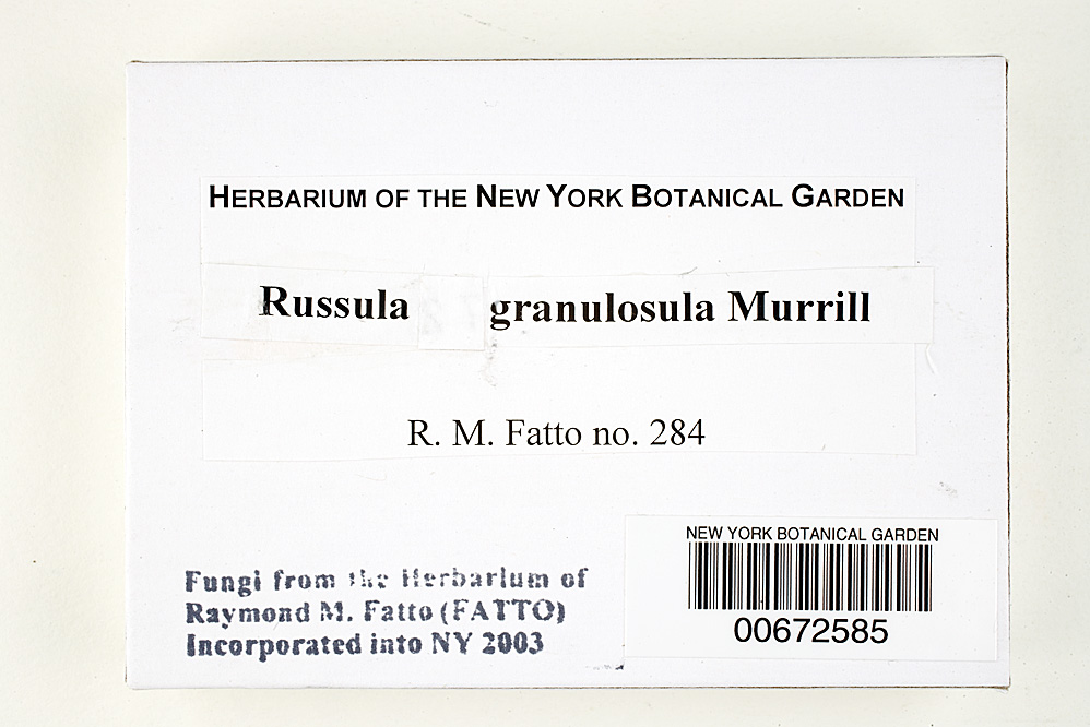 Russula granulosula image