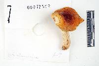 Russula ochroleucoides image