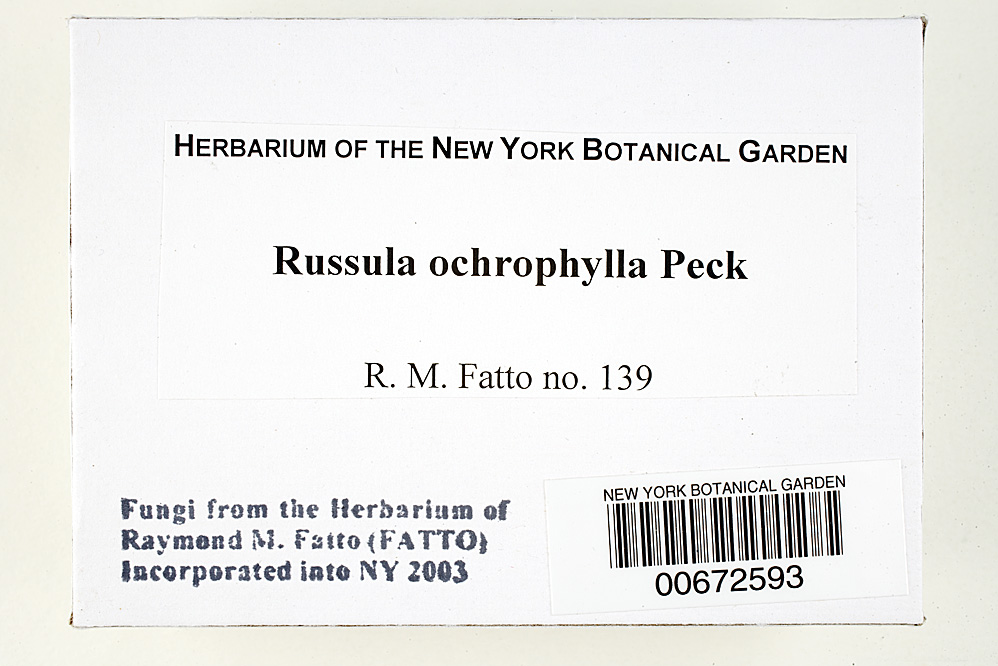 Russula ochrophylla image