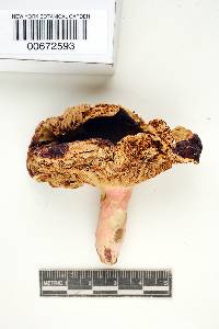 Russula ochrophylla image