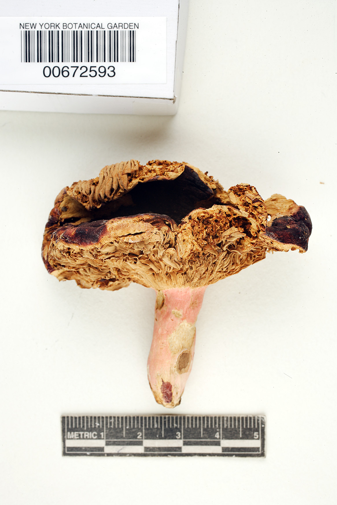 Russula ochrophylla image