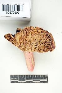 Russula ochrophylla image