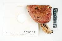 Russula olivacea image