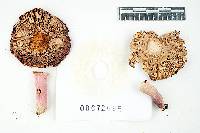 Russula mariae image