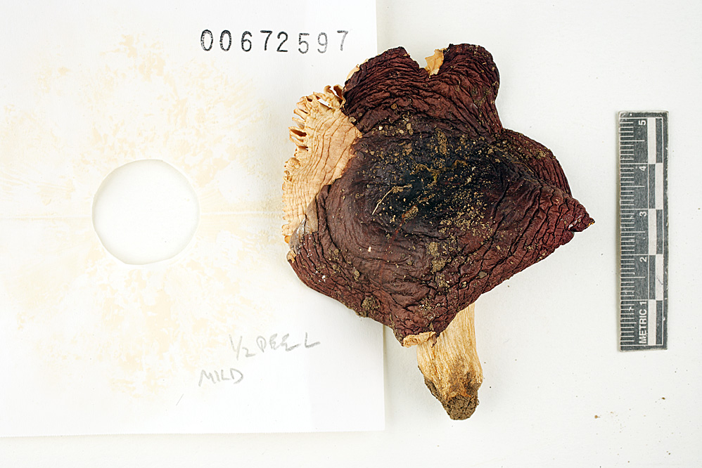 Russula melliolens image