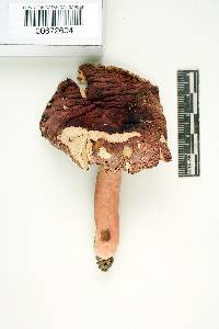 Russula ochrophylla image