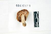 Russula mariae image