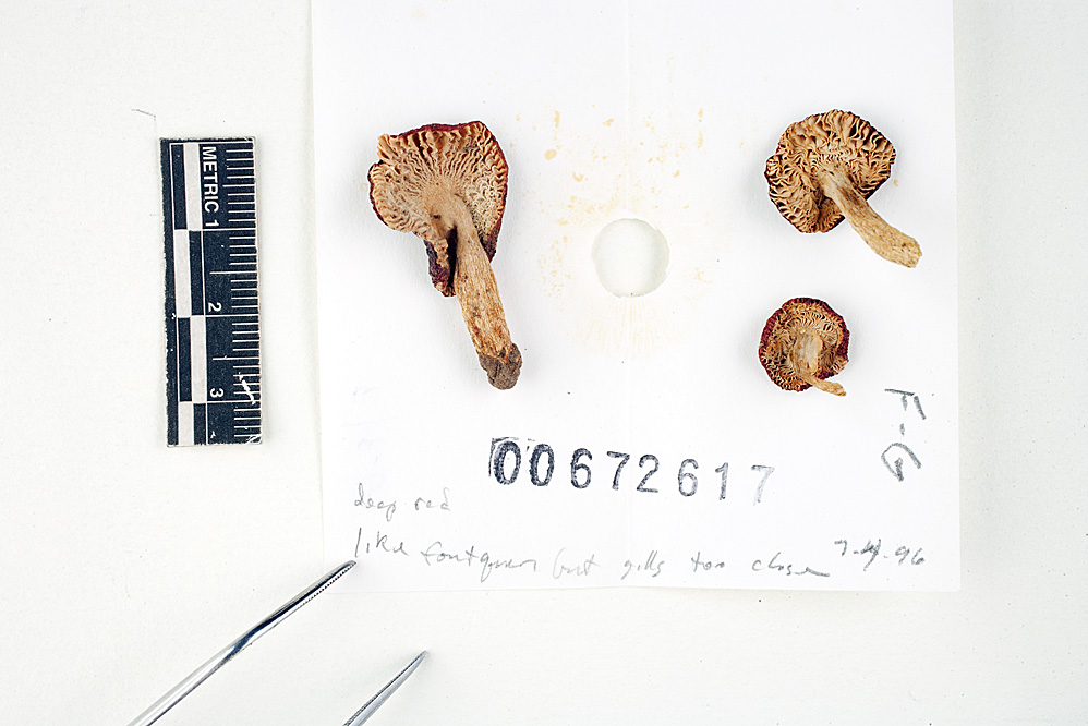 Russula operta image