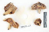 Russula modesta image