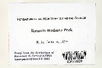 Russula modesta image