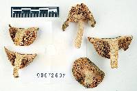 Russula modesta image