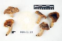 Russula modesta image