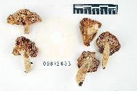 Russula modesta image