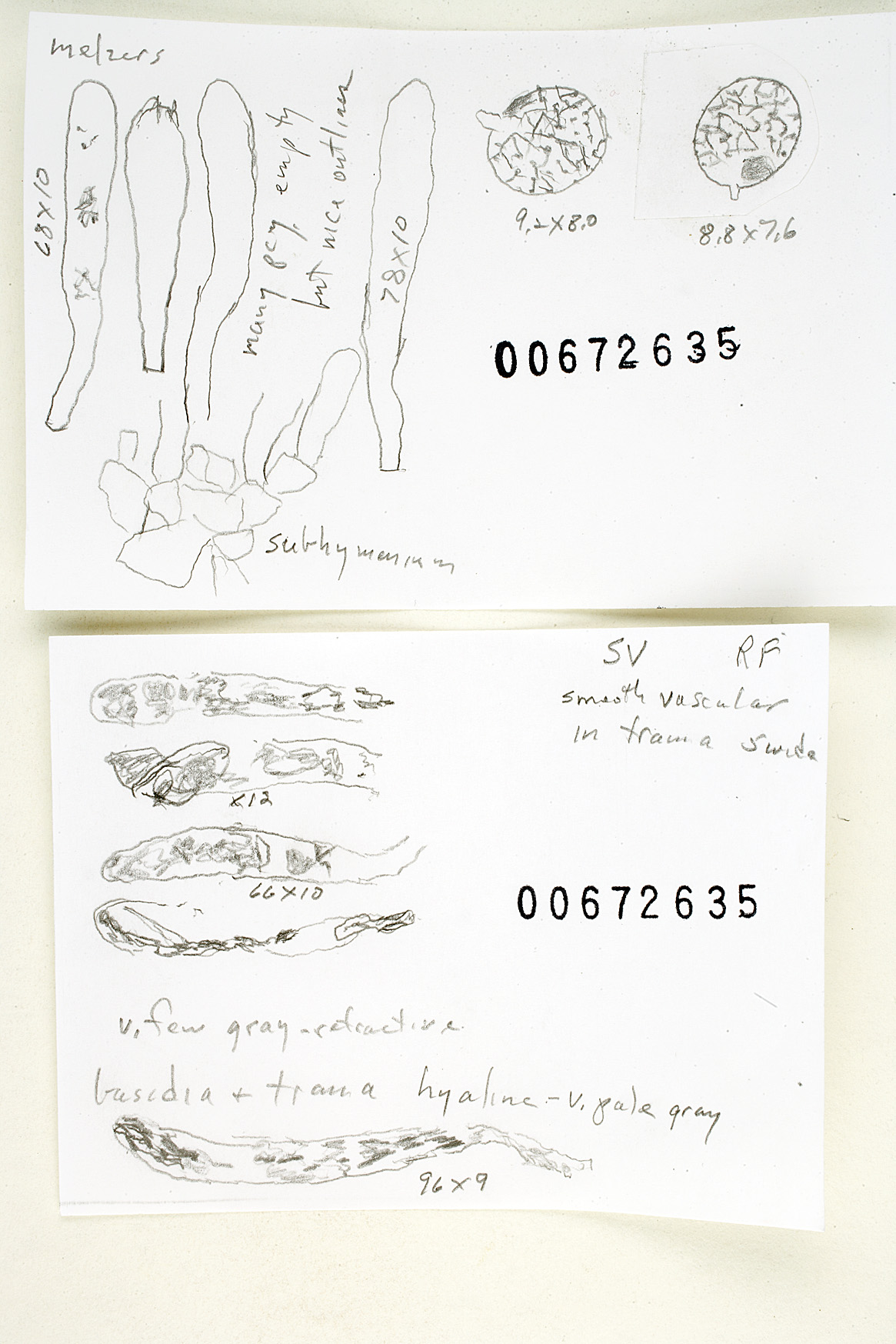 Russula melliolens image