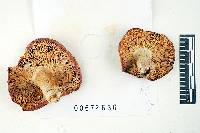 Russula melliolens image